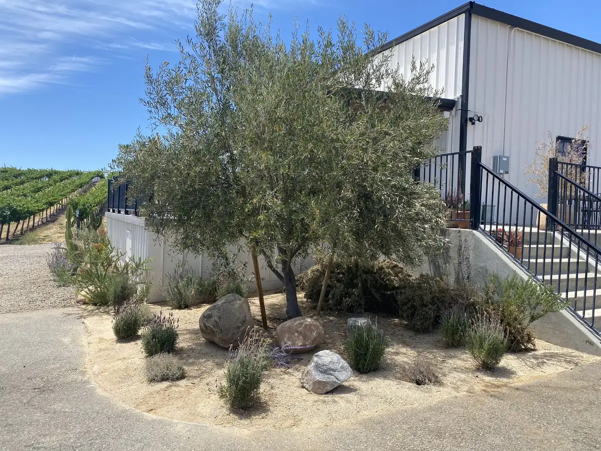 Olive tree in a bed of boulders and ornamental grasses