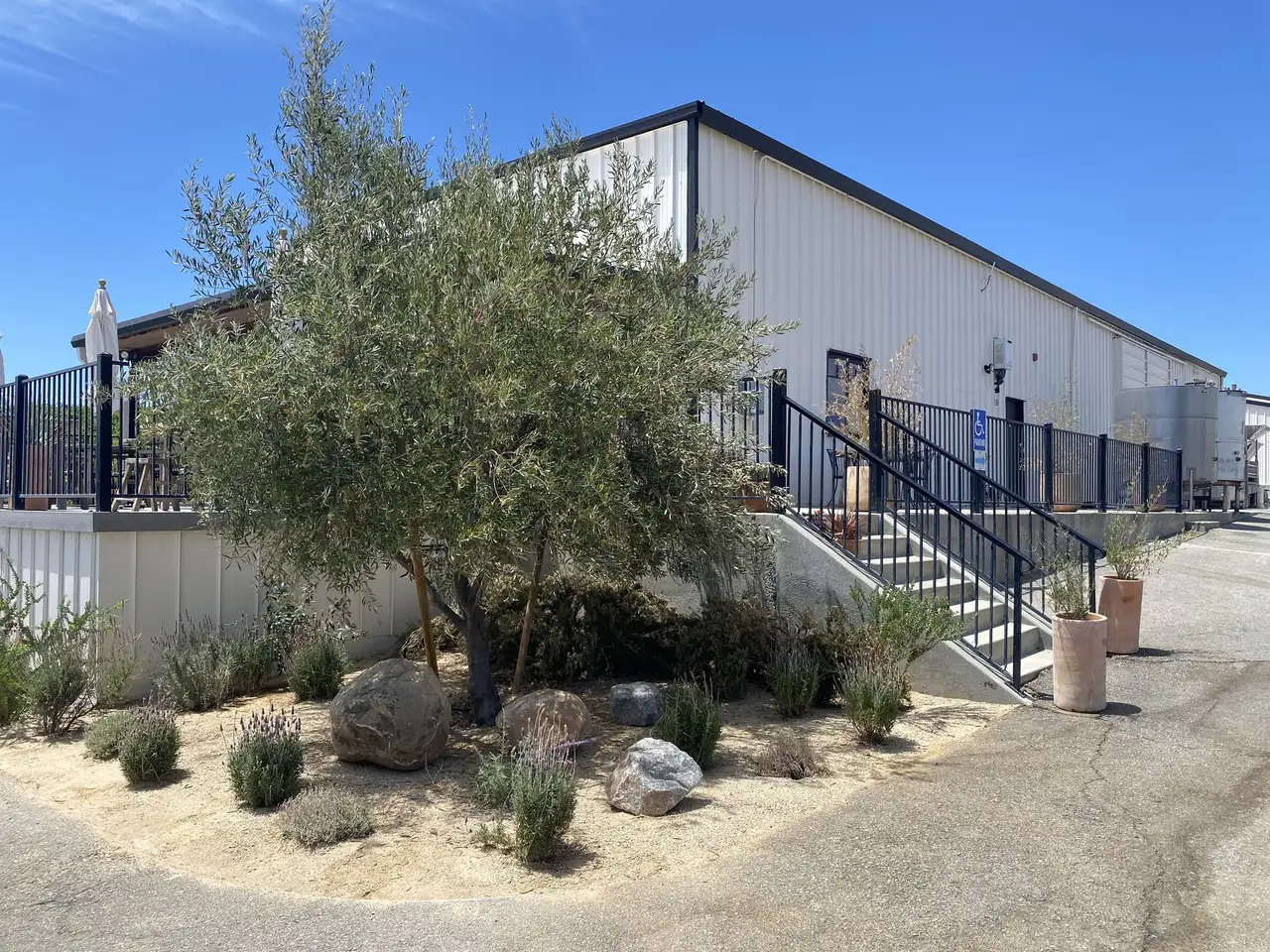 Island bed with an olive tree, boulders and native plants